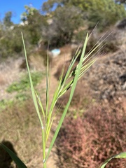 Bromus diandrus