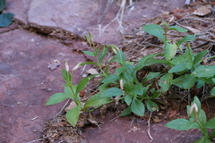 Erythranthe verbenacea