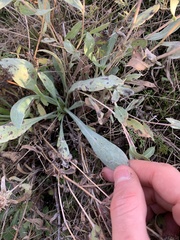 Grindelia integrifolia