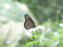 Danaus eresimus