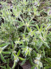 Xanthosia huegelii