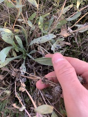 Grindelia integrifolia