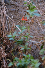 Erythranthe verbenacea