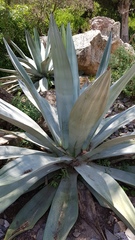 Agave weberi