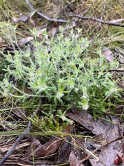 Xanthosia huegelii