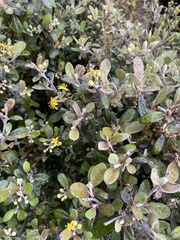 Corokia