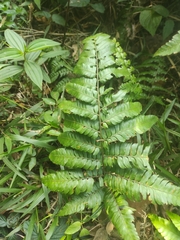 Diplazium dilatatum