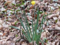 Narcissus pseudonarcissus