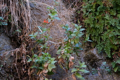 Erythranthe verbenacea