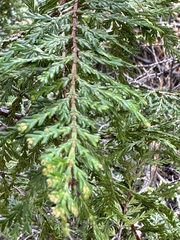 Austrocedrus chilensis