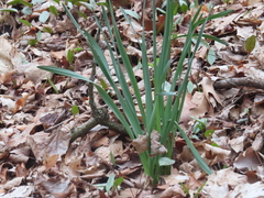 Narcissus pseudonarcissus