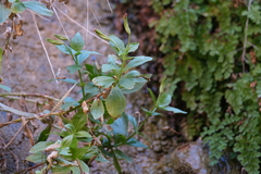 Erythranthe verbenacea