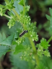 Vanessa itea