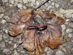 Rudiloria kleinpeteri
