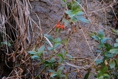 Erythranthe verbenacea