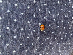 Harmonia axyridis