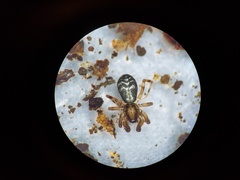 Phrurolithidae