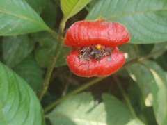 Palicourea tomentosa