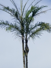 Bactris gasipaes