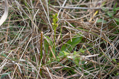 Liparis loeselii