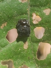 Aspidolasius branicki