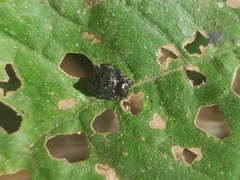 Aspidolasius branicki