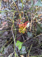 Grevillea dryophylla