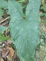 Caladium bicolor