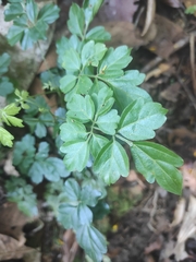 Elatostema obtusum