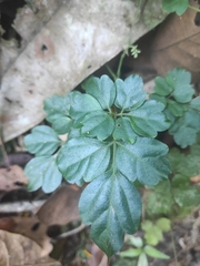 Elatostema obtusum