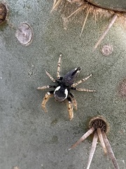 Phidippus arizonensis