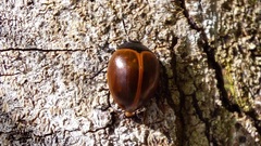 Aegithus clavicornis