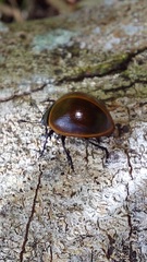 Aegithus clavicornis