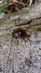 Aegithus clavicornis