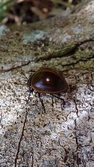 Aegithus clavicornis