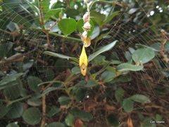 Arachnura scorpionoides