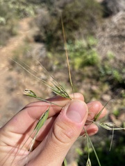 Bromus diandrus