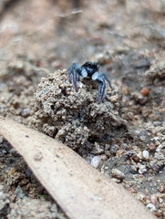 Ocrisiona leucocomis