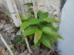 Ficus virens