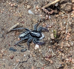 Ocrisiona leucocomis