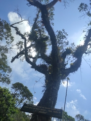 Polystachya concreta