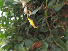 Arachnura scorpionoides