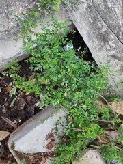 Phyllanthus tenellus