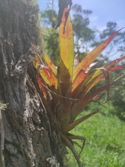 Tillandsia complanata