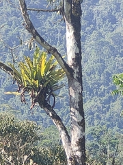 Niphidium crassifolium