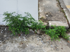 Phyllanthus tenellus