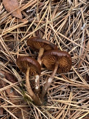 Dermocybe
