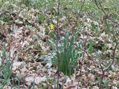 Narcissus pseudonarcissus