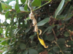 Arachnura scorpionoides