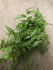 Asparagus asparagoides